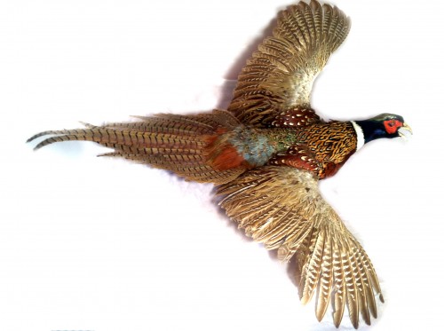 flying pheasant white background