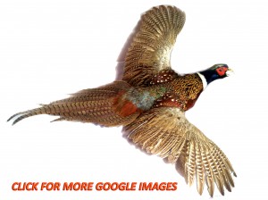 Button for more images of Ring Necked pheasants on Google images pheasant image